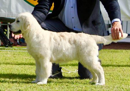 Golden Retriever for sale by STANDNDELIVA