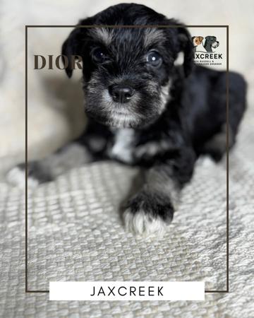 Schnauzer (Miniature) for sale by JAXCREEK