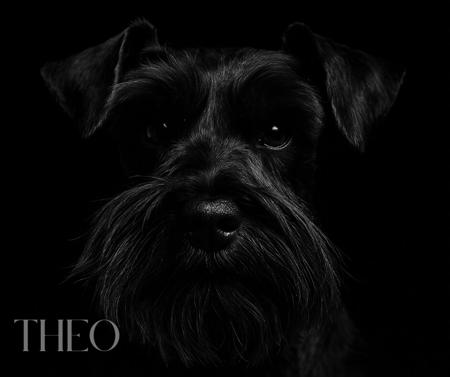 Schnauzer (Miniature) for sale by JAXCREEK