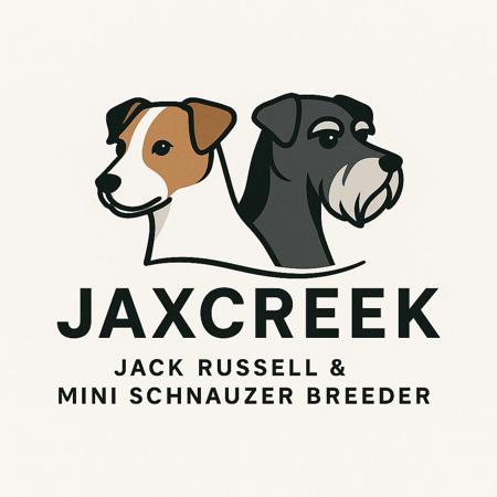 Jack Russell Terrier for sale by JAXCREEK