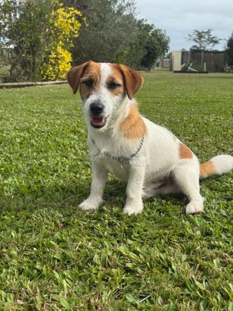 Jack Russell Terrier for sale by JAXCREEK