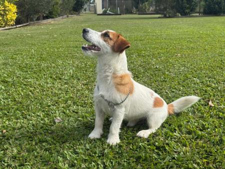 Jack Russell Terrier for sale by JAXCREEK