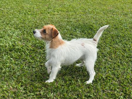 Jack Russell Terrier for sale by JAXCREEK