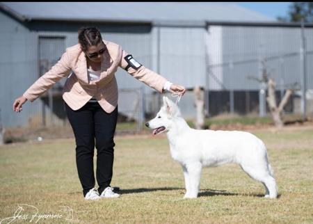 White Swiss Shepherd Dog for sale by BELJEKALI