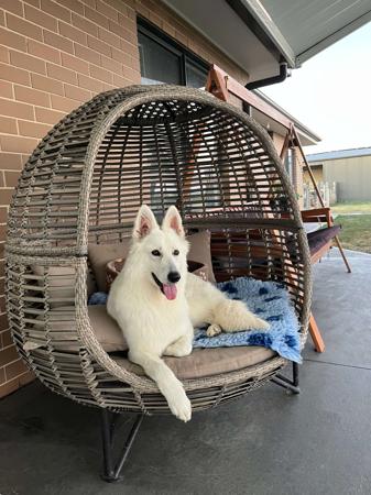 White Swiss Shepherd Dog for sale by BELJEKALI