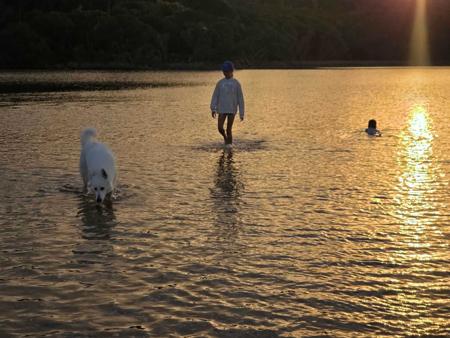 White Swiss Shepherd Dog for sale by BELJEKALI