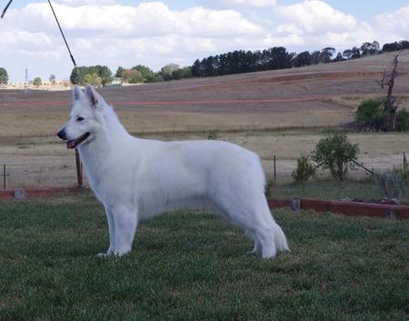 White Swiss Shepherd Dog for sale by BELJEKALI