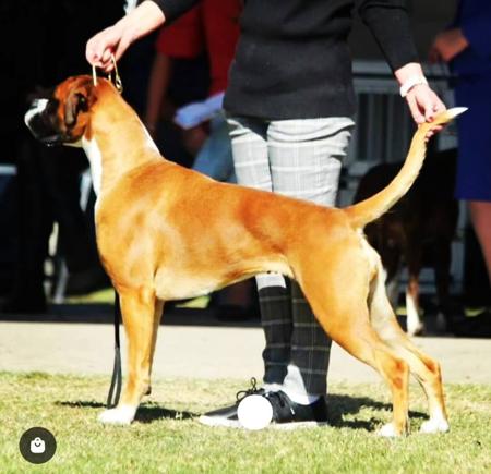 Boxer for sale by DAYNLYN