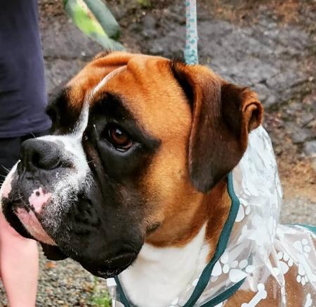 Boxer for sale by DAYNLYN