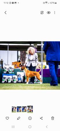 Boxer for sale by DAYNLYN