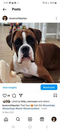 Boxer for sale by DAYNLYN