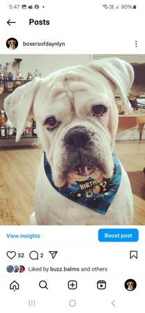 Boxer for sale by DAYNLYN