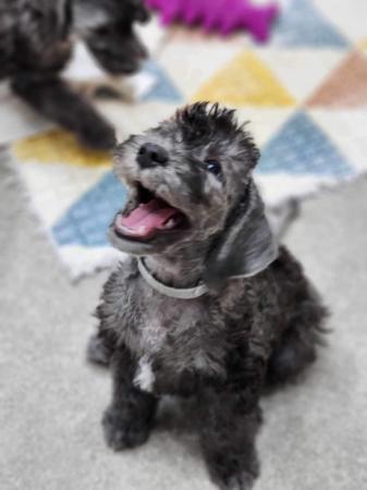 Bedlington Terrier for sale by BOWERIN
