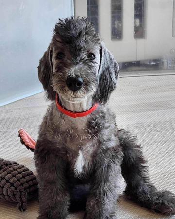 Bedlington Terrier for sale by BOWERIN