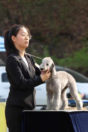 Bedlington Terrier for sale by BOWERIN