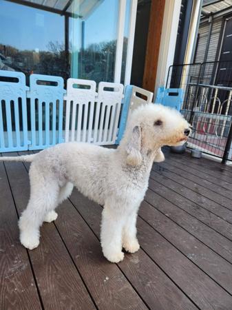 Bedlington Terrier for sale by BOWERIN