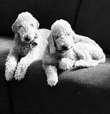 Bedlington Terrier for sale by BOWERIN