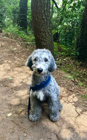Bedlington Terrier for sale by BOWERIN