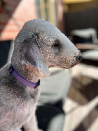 Bedlington Terrier for sale by BOWERIN