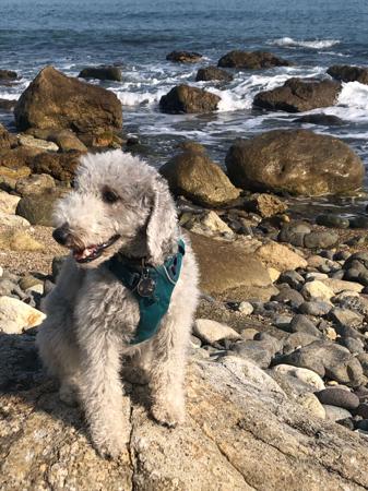 Bedlington Terrier for sale by BOWERIN