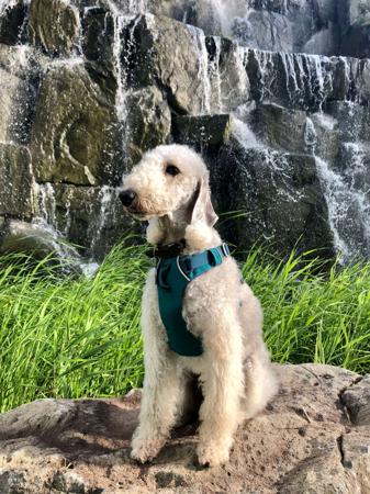 Bedlington Terrier for sale by BOWERIN