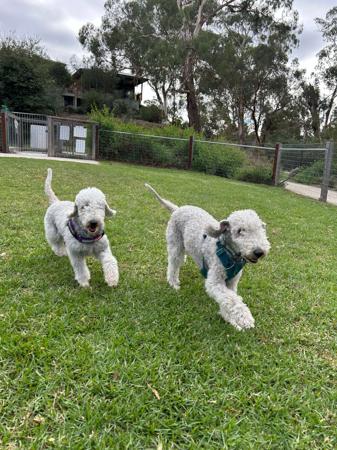 Bedlington Terrier for sale by BOWERIN
