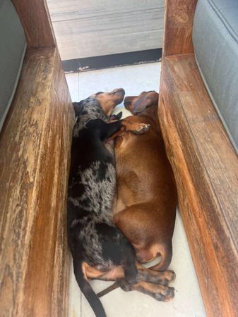 Dachshund (Miniature Smooth Haired) for sale by CAHARA