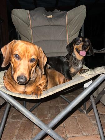 Dachshund (Miniature Smooth Haired) for sale by CAHARA