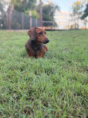 Dachshund (Miniature Smooth Haired) for sale by CAHARA