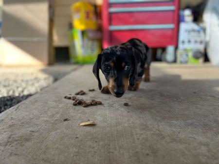 Dachshund (Miniature Smooth Haired) for sale by CAHARA