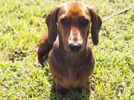 Dachshund (Miniature Smooth Haired) for sale by CAHARA