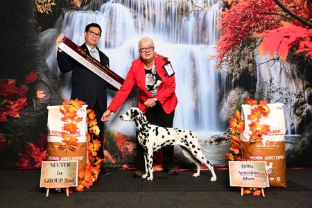 NEUT. CH. Paceaway Hiclass (AI) CCD RAE ET Dalmatian