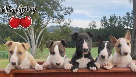 Bull Terrier (Miniature) for sale by CHERRYPIEAP