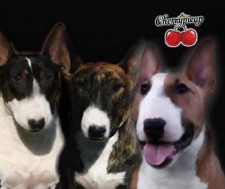 Bull Terrier (Miniature) for sale by CHERRYPIEAP