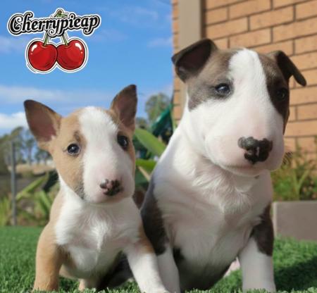 Bull Terrier (Miniature) for sale by CHERRYPIEAP