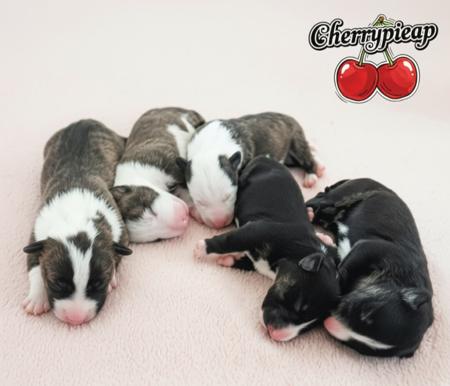 Bull Terrier (Miniature) for sale by CHERRYPIEAP
