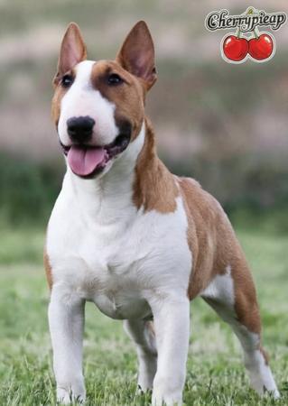 Bull Terrier (Miniature) for sale by CHERRYPIEAP