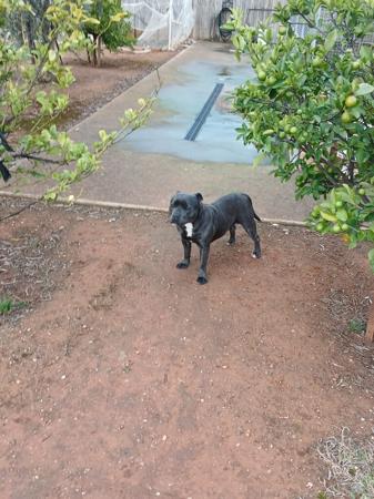 Staffordshire Bull Terrier for sale by ARZY