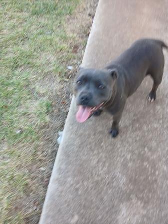 Staffordshire Bull Terrier for sale by ARZY