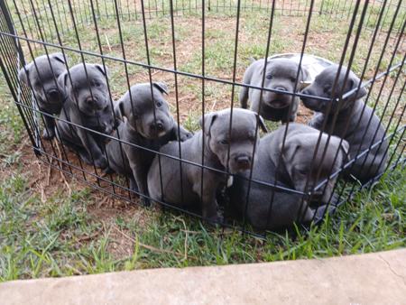 Staffordshire Bull Terrier for sale by ARZY