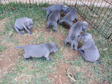 Staffordshire Bull Terrier for sale by ARZY