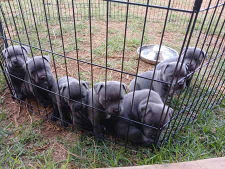 Staffordshire Bull Terrier for sale by ARZY