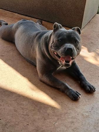 Staffordshire Bull Terrier for sale by ARZY
