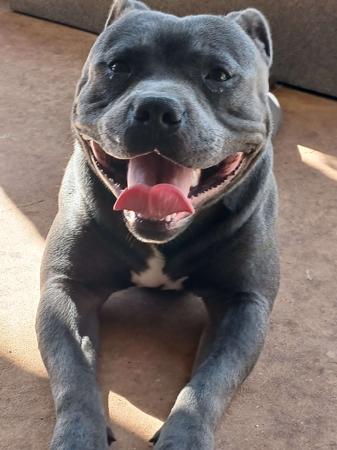 Staffordshire Bull Terrier for sale by ARZY