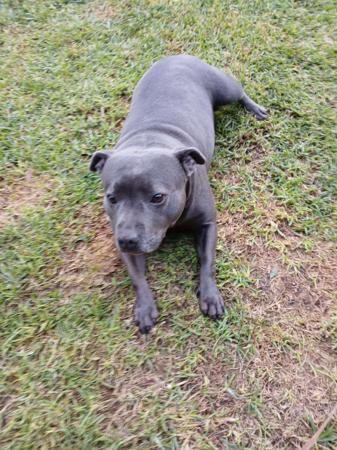 Staffordshire Bull Terrier for sale by ARZY