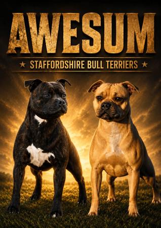 Staffordshire Bull Terrier puppy for sale by AWESUM