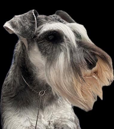 Schnauzer (Miniature) for sale by WORX