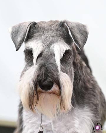 Schnauzer (Miniature) for sale by WORX