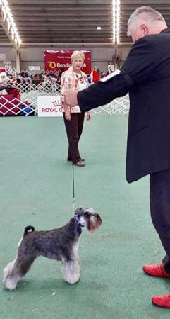 Schnauzer (Miniature) for sale by WORX