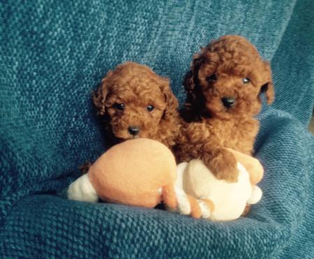 Poodle (Toy) puppy for sale by POODLE321